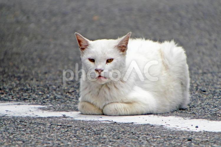 道路の真ん中でニャーニャー鳴いている白猫 ねこ,ネコ,しろねこの写真素材