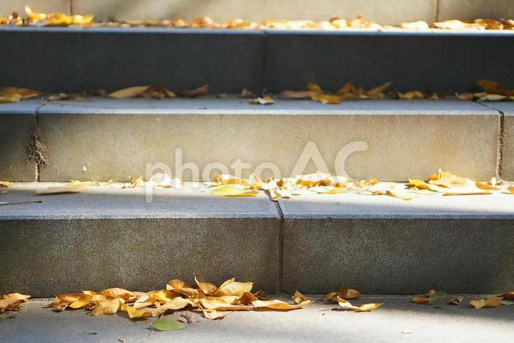 日の当たる石段の落ち葉 落ち葉,落葉,神社の写真素材
