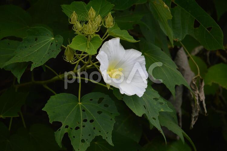 白いフヨウの花１ フヨウ,白,花の写真素材