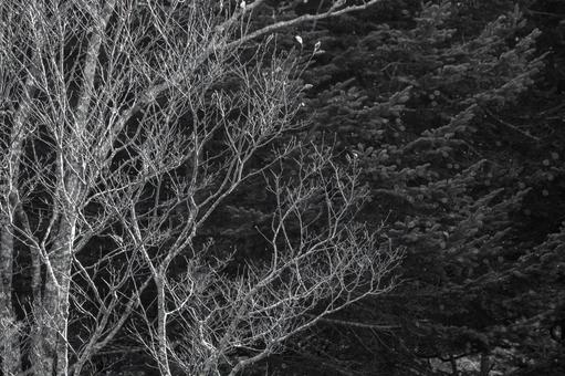 濃い森を背景に浮かび上がる秋の裸木 木々,樹木,森の写真素材