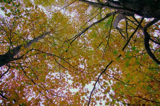 紅葉 紅葉 もみじ,椛,植物の写真素材