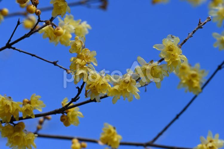 我が家の庭に咲いた蝋梅の花 きれい,色づく,蝋梅の写真素材