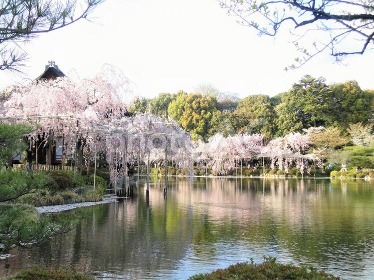 裏庭の桜と池 シダレザクラ,平安神宮の桜,満開の桜の写真素材