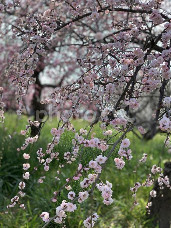 しだれ桜 さくら,春,風景の写真素材