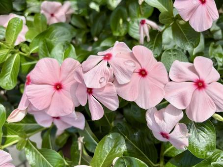 ニチニチソウ：ピンク色の可憐な花と朝露 ニチニチソウ,日々草,花の写真素材