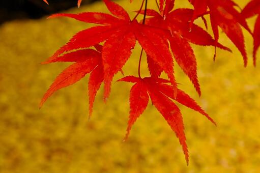 秋の風景 紅葉,黄葉,かえでの写真素材