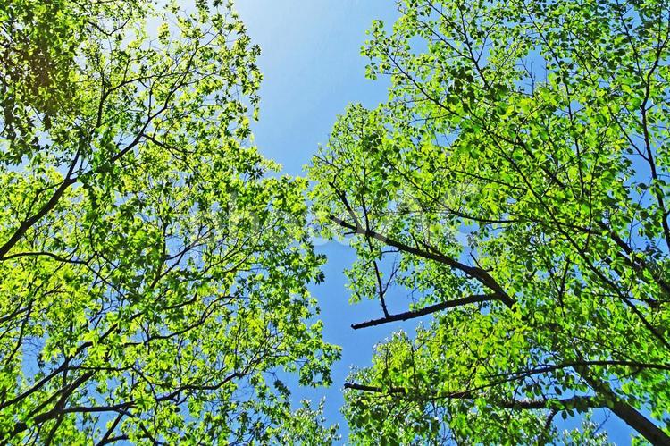 樹木と空 新緑,木漏れ日,青空の写真素材