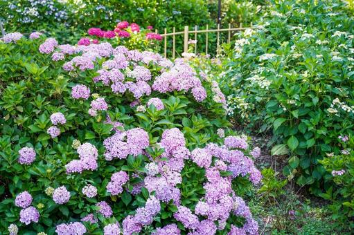 Hydrangea, JPG