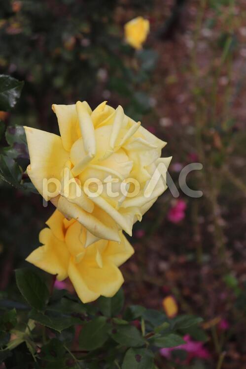 日本生まれの黄色い薔薇、かぐや姫 薔薇,花,植物の写真素材