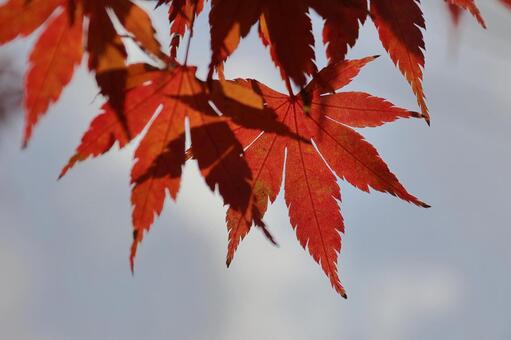 紅葉 紅葉,秋,秋イメージの写真素材