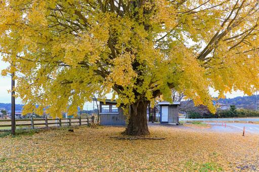 銀杏 銀杏,紅葉,秋の写真素材