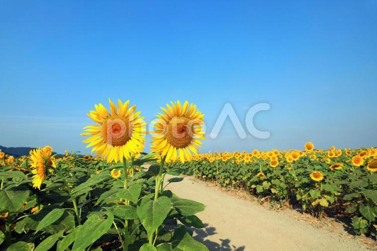 ひまわり畑 向日葵,ひまわり,ヒマワリの写真素材