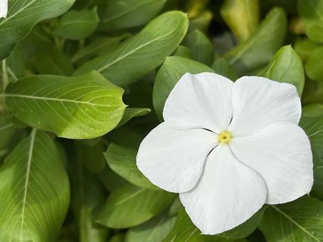 花(ホワイト)の写真