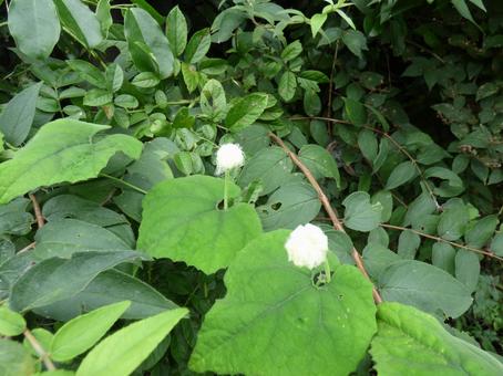 夏の森、小さな綿菓子のような花 夏の森、小さな綿菓子のような花の写真