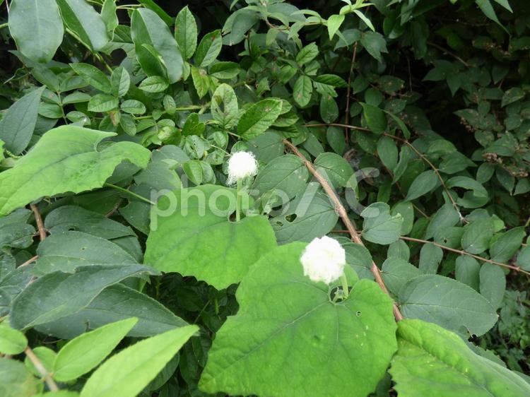 夏の森、小さな綿菓子のような花 野草,自然,草花の写真素材