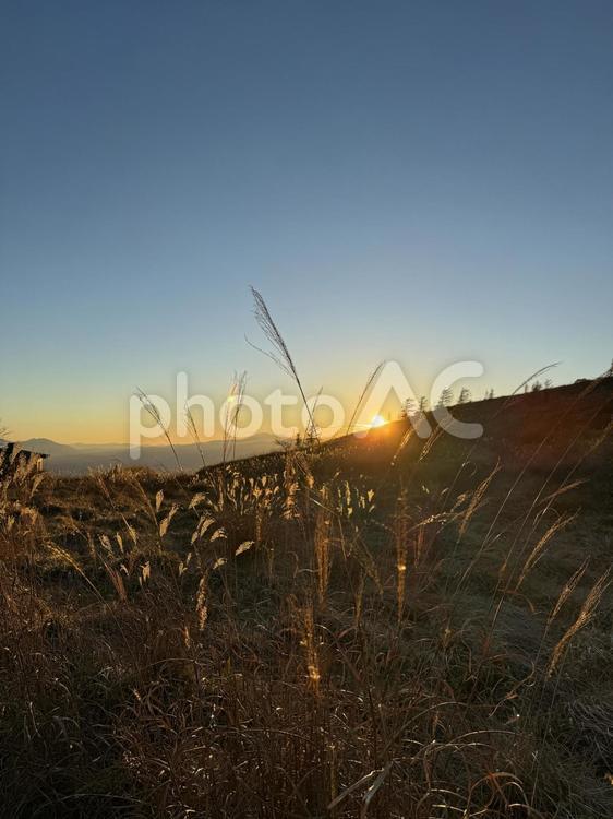 夕暮れの鉢伏山のススキ ススキ,薄,日没の写真素材