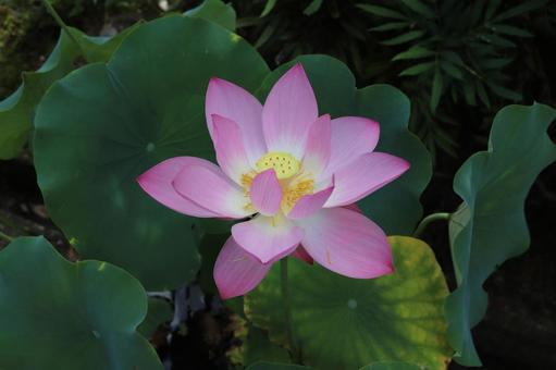 法金剛院 蓮の花 火花蓮 法金剛院 蓮の花 火花蓮 蓮の花,火花蓮,蓮の写真素材