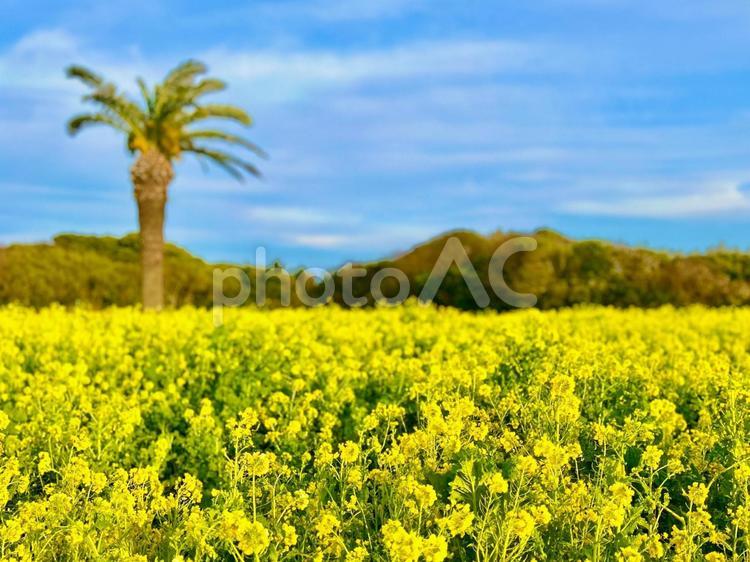 椰子の木と菜の花 菜の花,花畑,アブラナ科の写真素材