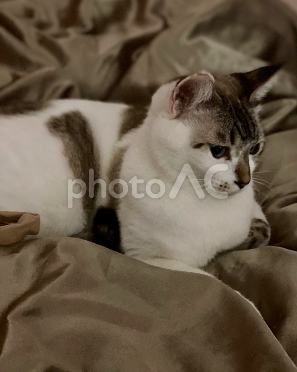 夜中のシャムトラ猫様 猫,シャムトラ,微睡むの写真素材