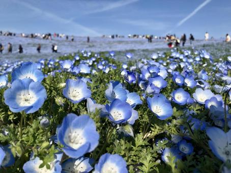 ネモフィラ 花見 春 ネモフィラ 花見 春の写真