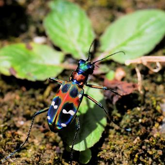 Photo, tiger beetle, namihanmyo, mitsubura, 
