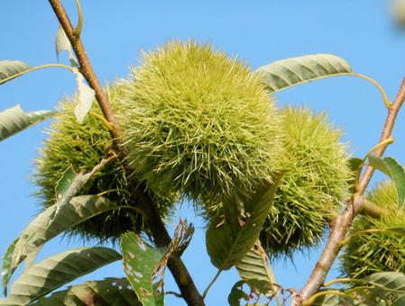 【植物写真】イガグリ(毬栗) 【植物写真】イガグリ(毬栗) イガグリ,毬栗,自然の写真素材