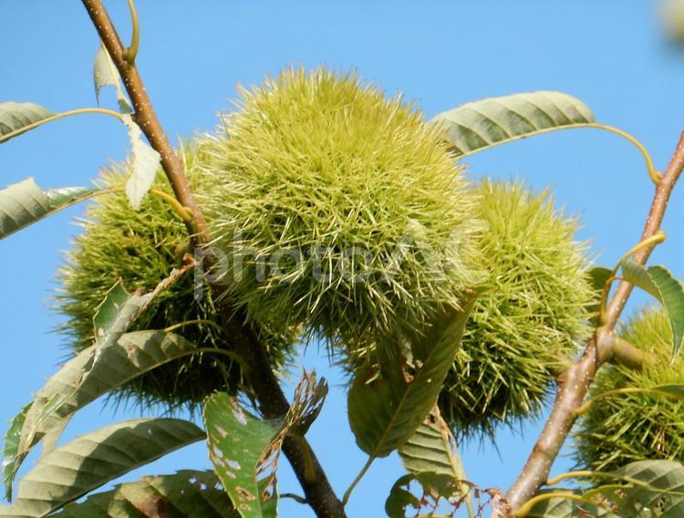 【植物写真】イガグリ（毬栗） イガグリ,毬栗,自然の写真素材