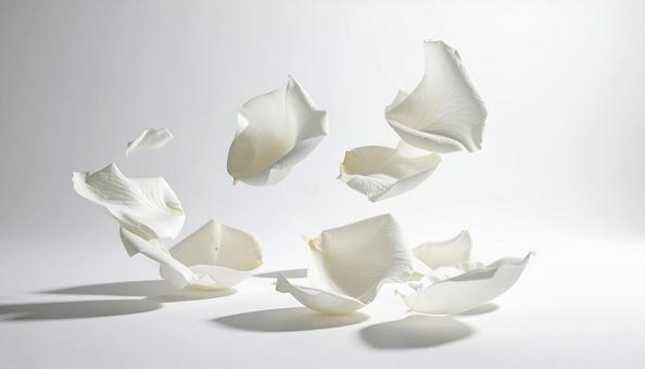 浮遊する白薔薇の花びら 浮遊する白薔薇の花びらの写真