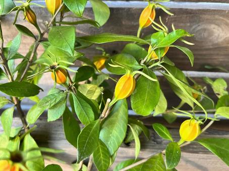 クチナシの実 クチナシ,実,葉の写真素材