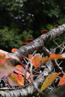 サクラの木にキノコ キノコ,オレンジ色,サクラの写真素材