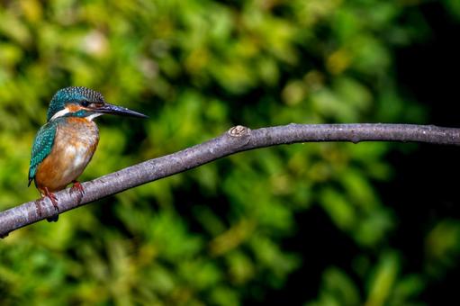 枝にとまるカワセミ・コピースペース 枝にとまるカワセミ・コピースペース カワセミ,野鳥,鳥の写真素材