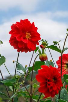 満開の色鮮やかに咲いた赤いダリア 満開の色鮮やかに咲いた赤いダリア 花,植物,花びらの写真素材