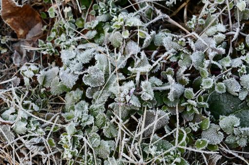 霜が降りた地面の草 冬,霜,氷の写真素材