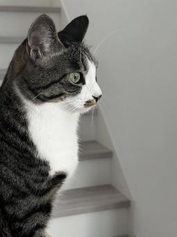 キジ白猫の横顔 キジ白猫の横顔の写真