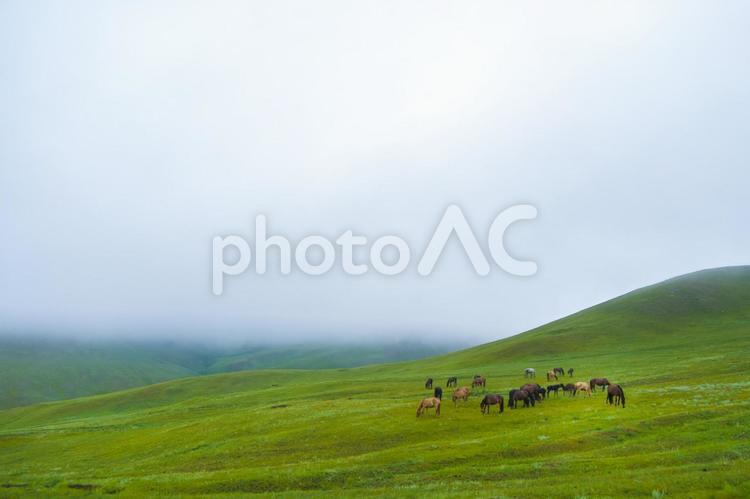 霧がかかる山と馬の群れ 馬,馬の群れ,高原の写真素材