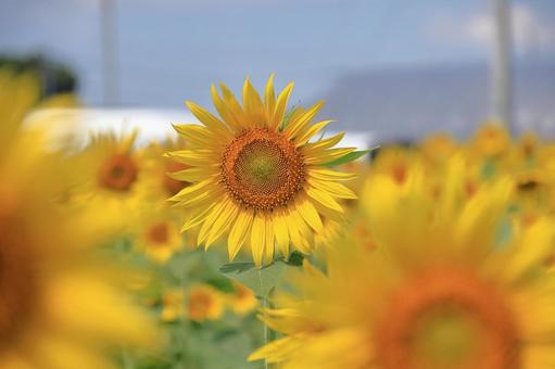 ひまわり82 ひまわり82 ひまわり,畑,向日葵の写真素材