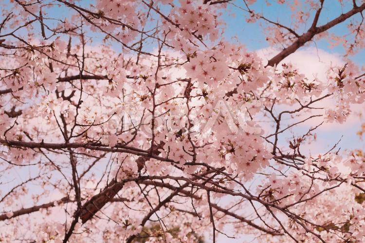 青空と満開の桜 桜,満開,花びらの写真素材