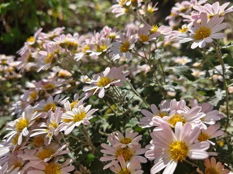 野菊 小さい,たくさん,かわいいの写真素材