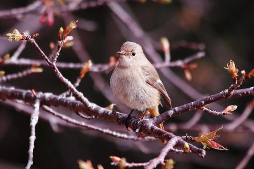 桜のつぼみと枝にとまるジョウビタキの雌 鳥,ジョウビタキ,自然の写真素材