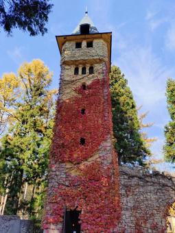 古城の塔に絡まる蔦 西洋,古城,塔の写真素材