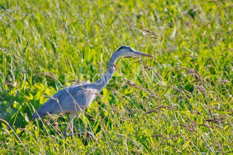 サギの散歩 田んぼ,散歩,鳥類の写真素材
