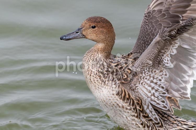 オナガガモの羽ばたき オナガガモ,鳥,水の写真素材