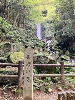 養老の滝・縦 養老の滝・縦 養⽼の滝,日本の滝百選,揖斐関ヶ原養老国定公園の写真素材