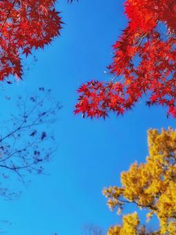 モミジの紅葉と秋晴れの晴天の青空 モミジの紅葉と秋晴れの晴天の青空の写真