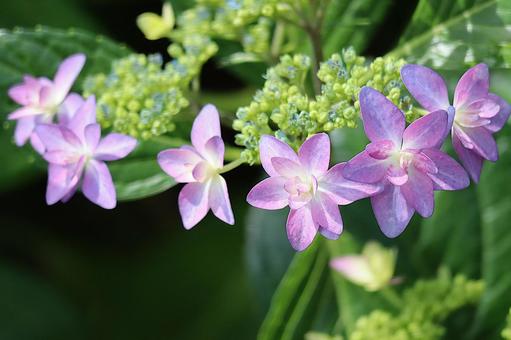 綺麗な薄紫の紫陽花の花 綺麗な薄紫の紫陽花の花の写真