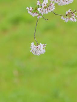 cherry blossoms, JPG