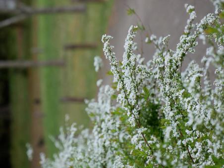 Spiraea, JPG Spiraea, JPG