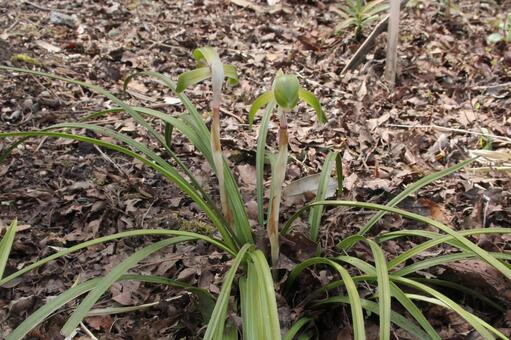 シュンラン・春蘭　咲く風景 野草,洗練,シュンランの写真素材