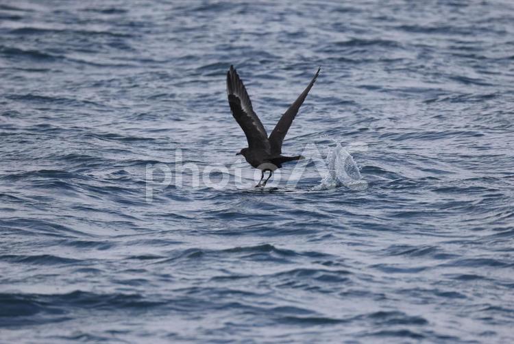 トウゾクカモメ(暗色型) トウゾクカモメ,暗色型,海鳥の写真素材