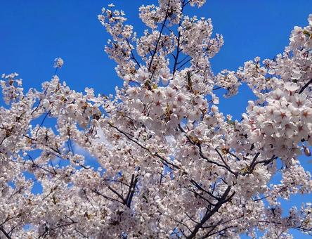 桜 桜 花,植物,自然の写真素材